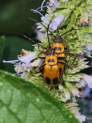 Goldenrod Soldier Beetle