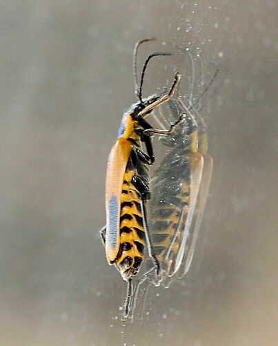Goldenrod Soldier Beetle