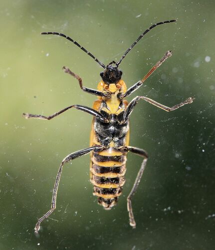 Goldenrod Soldier Beetle