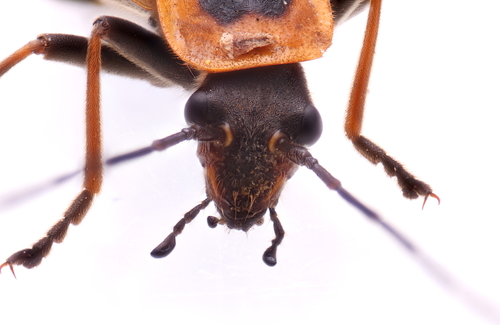 Goldenrod Soldier Beetle
