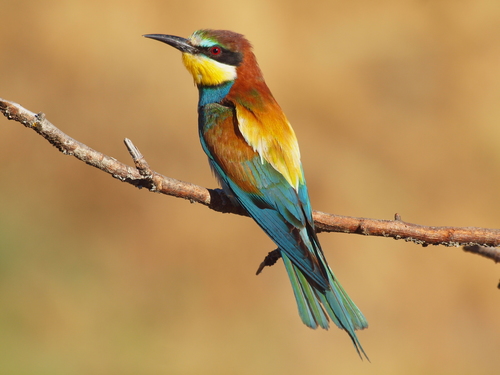 European Bee-eater