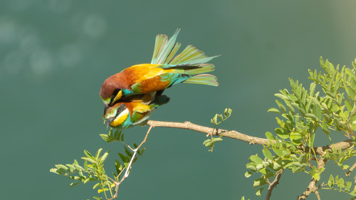European Bee-eater
