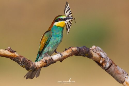 European Bee-eater