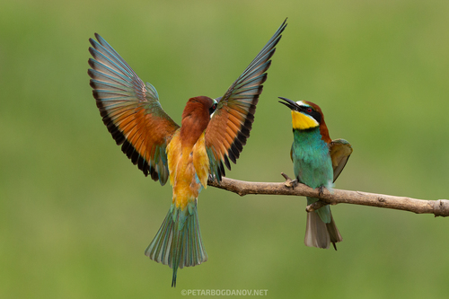 European Bee-eater