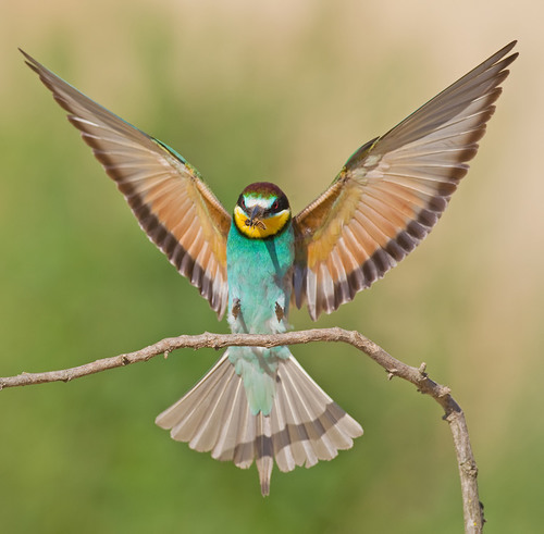 European Bee-eater