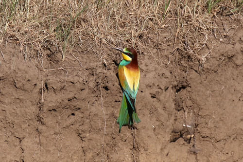 European Bee-eater