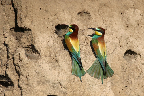 European Bee-eater