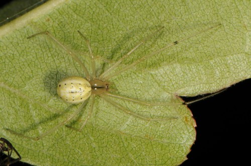 Common candy-striped spider