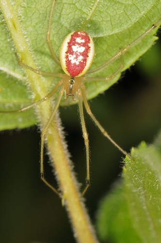 Common candy-striped spider