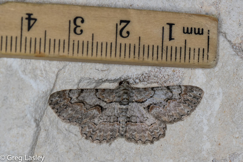 Brown-shaded Gray