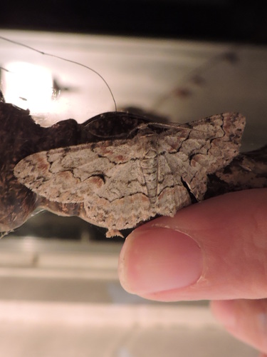 Brown-shaded Gray