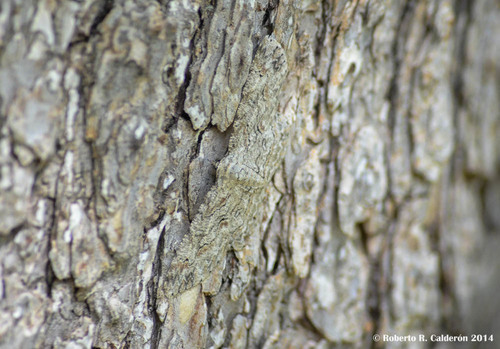 Brown-shaded Gray
