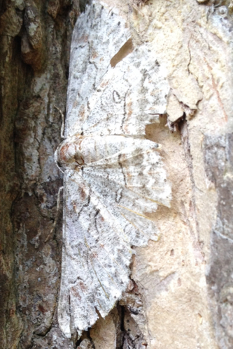 Brown-shaded Gray