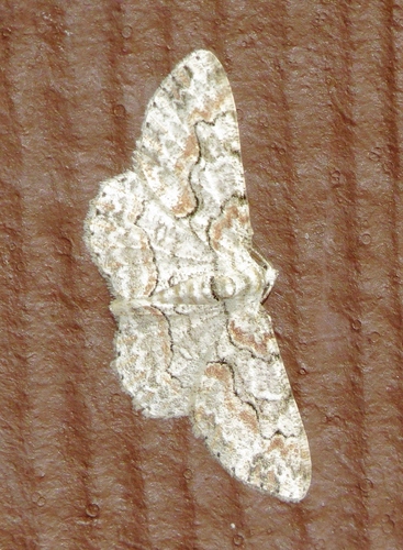 Brown-shaded Gray