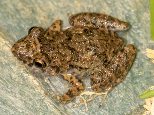 Greenhouse Frog