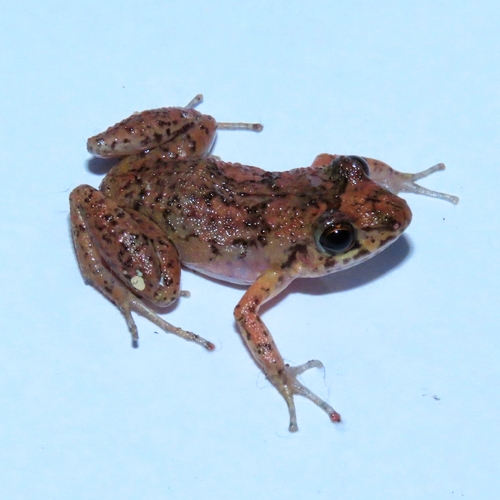 Greenhouse Frog