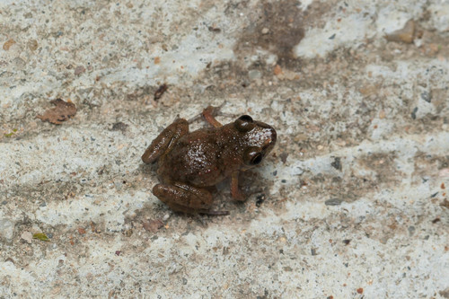 Greenhouse Frog