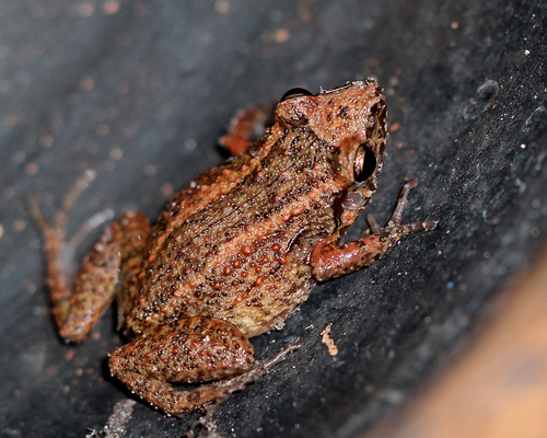 Greenhouse Frog