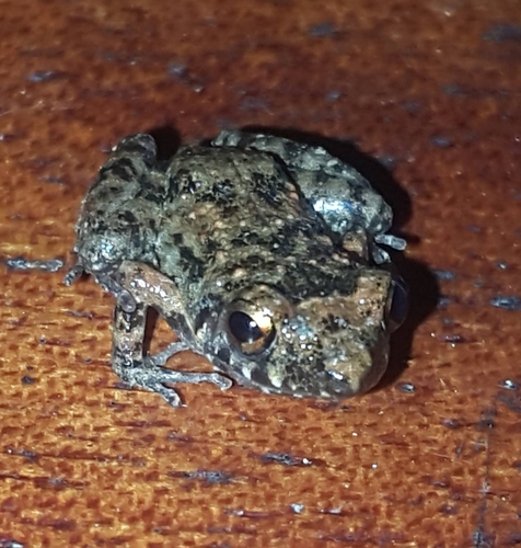 Greenhouse Frog