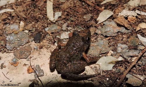 Greenhouse Frog