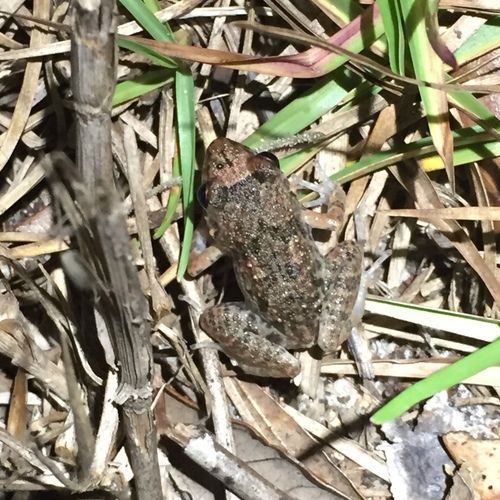 Greenhouse Frog
