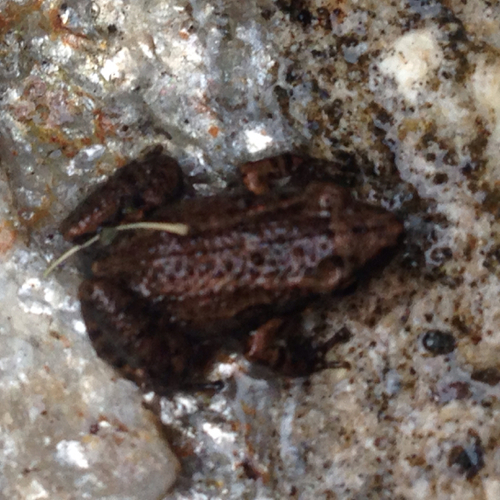 Greenhouse Frog