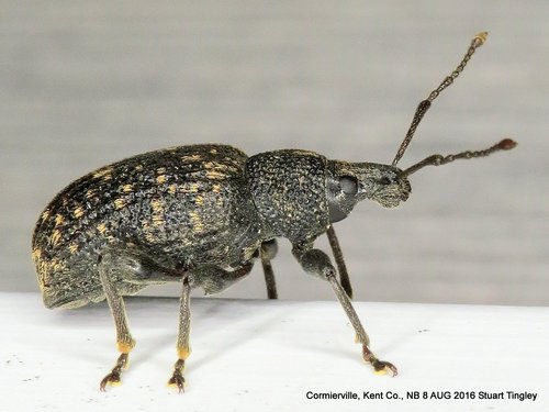 Black Vine Weevil