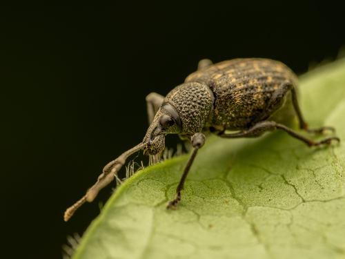 Black Vine Weevil