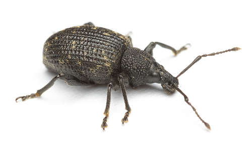 Black Vine Weevil