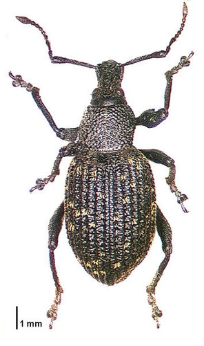 Black Vine Weevil