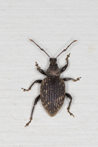 Black Vine Weevil
