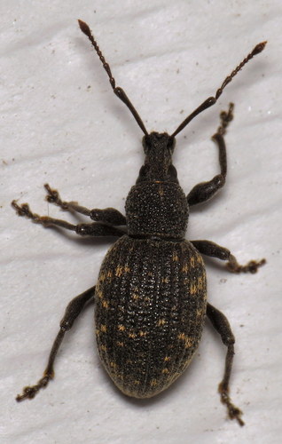 Black Vine Weevil