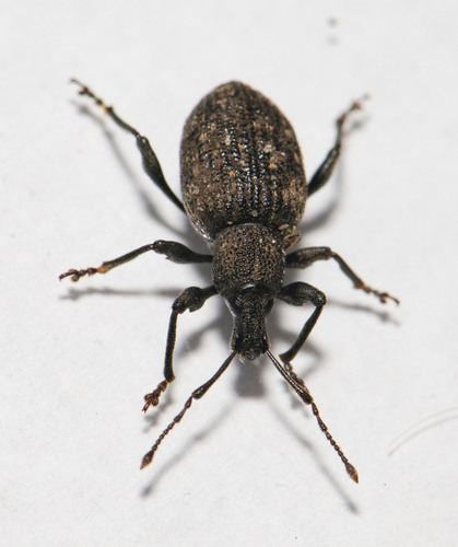 Black Vine Weevil