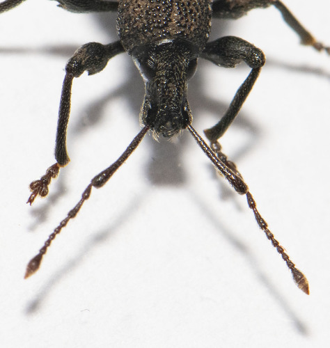 Black Vine Weevil