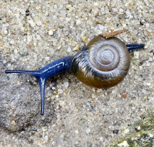 Draparnaud's Glass Snail