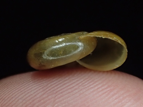Draparnaud's Glass Snail