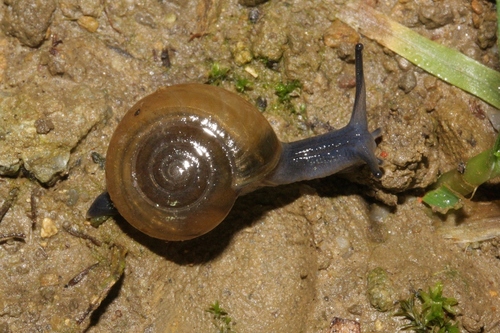 Draparnaud's Glass Snail