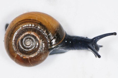 Draparnaud's Glass Snail
