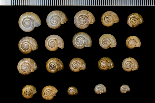 Draparnaud's Glass Snail