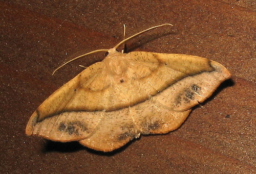 Juniper Geometer Moth
