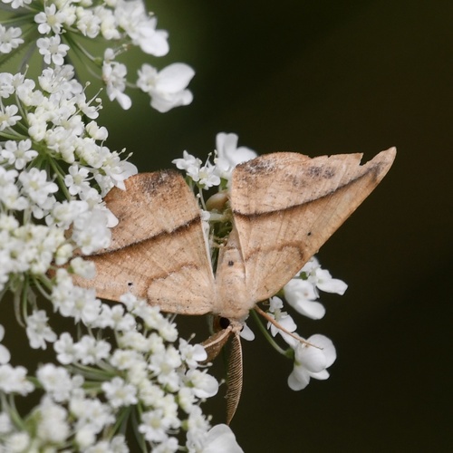 Juniper Geometer Moth