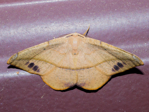 Juniper Geometer Moth