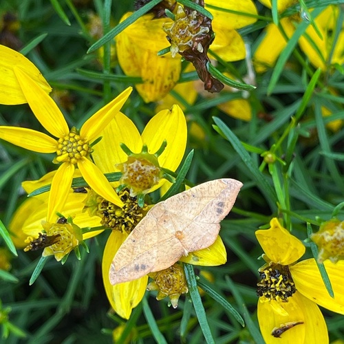 Juniper Geometer Moth