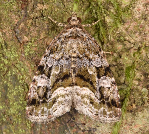 Large Mossy Glyph