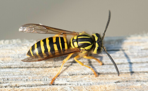 Southern Yellowjacket