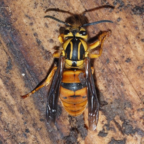 Southern Yellowjacket