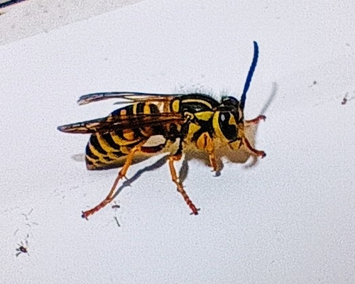 Southern Yellowjacket