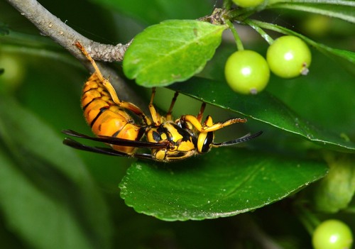 Southern Yellowjacket