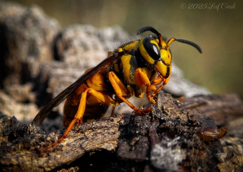 Southern Yellowjacket