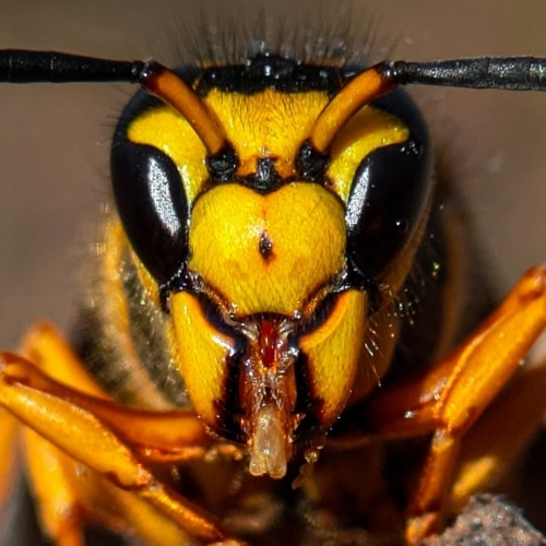 Southern Yellowjacket